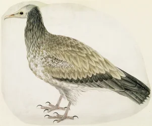 Ägyptischer Geier, ca. 1736